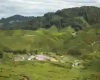 Cameron Highlands