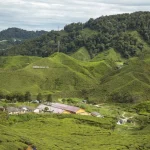 Cameron Highlands, High-Altitude Escape: Tea Plantations, Mossy Forests, and Cool Breezes