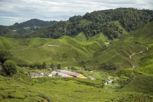 Cameron Highlands, High-Altitude Escape: Tea Plantations, Mossy Forests, and Cool Breezes