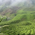 Cameron Highlands Itinerary: How to Spend a Perfect 2 or 3 Days