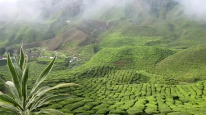 Cameron Highlands Itinerary: How to Spend a Perfect 2 or 3 Days