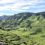 Cameron Highlands Itinerary: Plan Your Perfect 2, 3, or 4-Day Trip