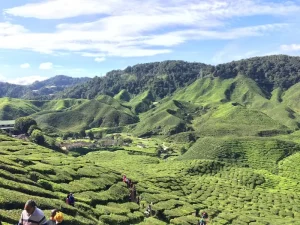 Cameron Highlands Itinerary: Plan Your Perfect 2, 3, or 4-Day Trip