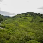 Cameron Highlands Itinerary: Your Perfect 3-Day Trip Guide