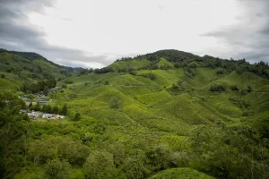 Cameron Highlands Itinerary: Your Perfect 3-Day Trip Guide