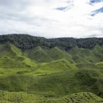 Cameron Highlands Food Guide: Where to Eat &amp; What to Try