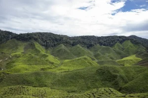 Cameron Highlands Food Guide: Where to Eat &amp; What to Try