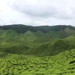 Cameron Highlands Itinerary: How to Plan Your 2, 3, or 4-Day Trip