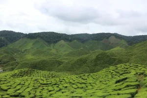 Cameron Highlands Itinerary: How to Plan Your 2, 3, or 4-Day Trip