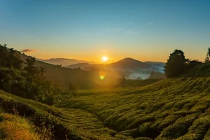 Cameron Highlands Nightlife Guide: Bars, Pubs &amp; Late-Night Spots