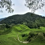 Cameron Highlands: The Ultimate Guide to Top Attractions &amp; Things To Do