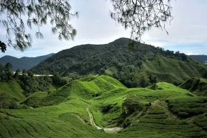 Cameron Highlands: The Ultimate Guide to Top Attractions &amp; Things To Do