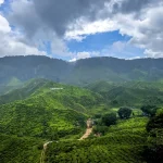 First-Timer’s Guide to Cameron Highlands: Essential Tips &amp; Must-Dos