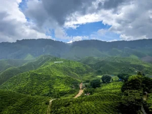 First-Timer’s Guide to Cameron Highlands: Essential Tips &amp; Must-Dos