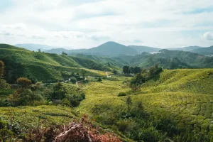 The Ultimate Cameron Highlands Travel Guide: Planning Your Perfect Trip