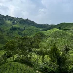 Cameron Highlands on a Budget: Your Guide to Affordable Travel