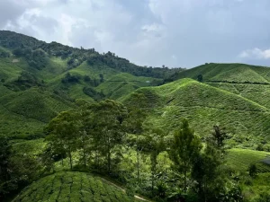 Cameron Highlands on a Budget: Your Guide to Affordable Travel