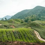 Your Perfect 1-Day Cameron Highlands Itinerary: Must-See Sights