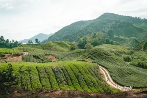 Your Perfect 1-Day Cameron Highlands Itinerary: Must-See Sights