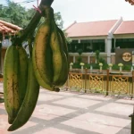 Best Restaurants in Malacca: A Culinary Journey Through History