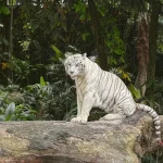 Discover Wild Sabah: Orangutans, Rainforests &amp; Remote Adventures