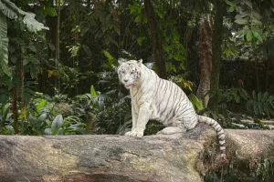 Discover Wild Sabah: Orangutans, Rainforests &amp; Remote Adventures