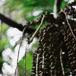 Discovering Malaysia’s Rainforests: Your August 2026 Adventure Guide