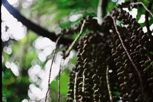 Discovering Malaysia’s Rainforests: Your August 2026 Adventure Guide