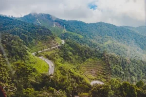 First-Timer’s Guide to Cameron Highlands: Everything You Need to Know