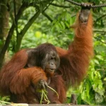 Taman Negara Adventure: Trekking, Wildlife &amp; Canopy Walks in Malaysia’s Oldest Rainforest