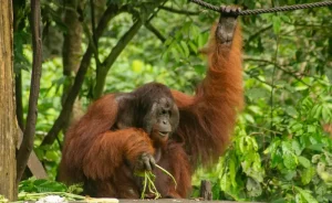 Taman Negara Adventure: Trekking, Wildlife &amp; Canopy Walks in Malaysia’s Oldest Rainforest