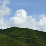 The Ultimate Cameron Highlands Shopping Guide: What to Buy &amp; Where