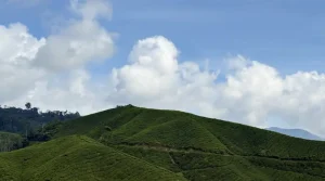 The Ultimate Cameron Highlands Shopping Guide: What to Buy &amp; Where