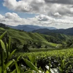 The Ultimate Guide to Cameron Highlands Day Trip Destinations