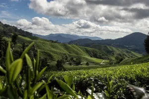 The Ultimate Guide to Cameron Highlands Day Trip Destinations