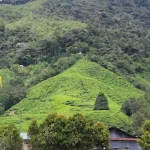 Must-Try Food in Cameron Highlands: Your Ultimate Culinary Checklist