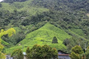 Must-Try Food in Cameron Highlands: Your Ultimate Culinary Checklist