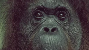 Sabah Beyond Kota Kinabalu: Exploring Borneo’s Undiscovered Wonders