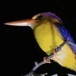 Sarawak Travel Guide: Immersive Culture and Nature in Malaysian Borneo