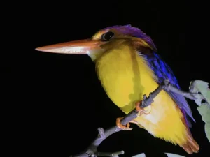 Sarawak Travel Guide: Immersive Culture and Nature in Malaysian Borneo