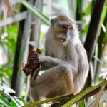 Taman Negara National Park: Exploring Malaysia’s Ancient Rainforest