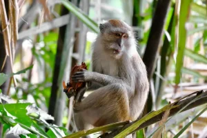 Taman Negara National Park: Exploring Malaysia’s Ancient Rainforest