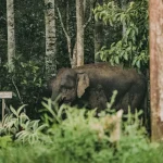 Things to Do in Ipoh: Uncovering Malaysia’s Lesser-Known Charms