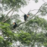 Unforgettable Wildlife Encounters in Sabah: A Nature Lover’s Guide