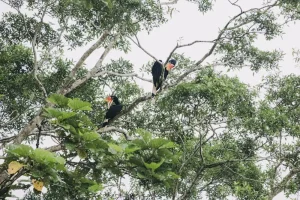 Unforgettable Wildlife Encounters in Sabah: A Nature Lover’s Guide
