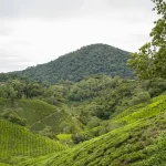 Kea Farm Market: Your Guide to the Best Buys in Cameron Highlands