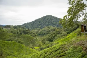 Kea Farm Market: Your Guide to the Best Buys in Cameron Highlands