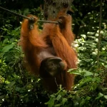 Sabah Itinerary: Beyond Kota Kinabalu – Your Borneo Adventure Guide