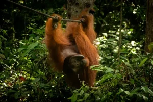 Sabah Itinerary: Beyond Kota Kinabalu – Your Borneo Adventure Guide