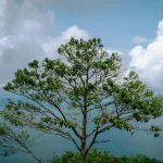 What to Buy in Langkawi: Top Souvenirs &amp; Duty-Free Must-Haves